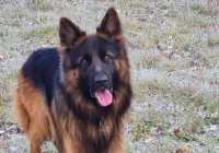 Zaginął owczarek - prośba o pomoc - zdjęcie główne