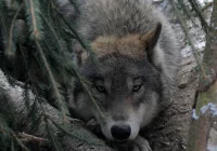 Coraz więcej szkód przez wilki. Wiceminister: potrzebna jest kontrola liczebności  - zdjęcie główne