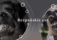 Prośba o pilnowanie psów przez właścicieli / opiekunów - zdjęcie główne