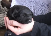 Wyrzucili szczeniaka do kosza na śmieci – w Wigilię - zdjęcie główne