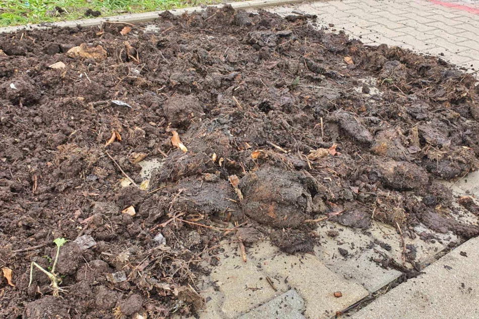 Niby miasto, ale wokół jak na wsi. Chodnik z... obornika (ZDJĘCIA) - zdjęcie 9