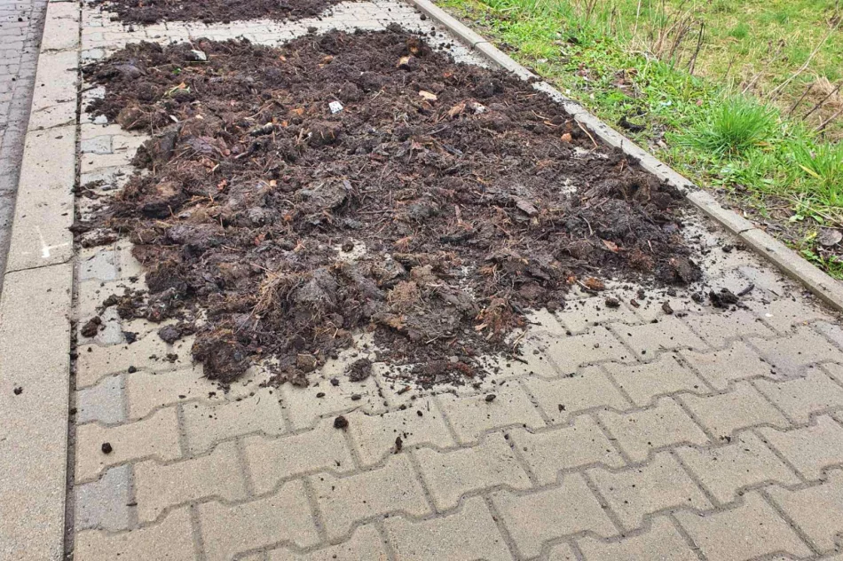 Niby miasto, ale wokół jak na wsi. Chodnik z... obornika (ZDJĘCIA) - zdjęcie 10