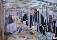 Skrzydlata pasja – sukces Korzennej i Limanowej - zdjęcie główne