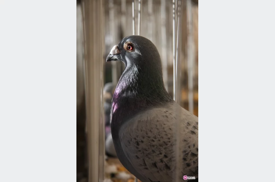 Skrzydlata pasja – sukces Korzennej i Limanowej - zdjęcie 4