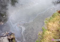 Ktoś chciał olejem otruć bobry? - zdjęcie główne