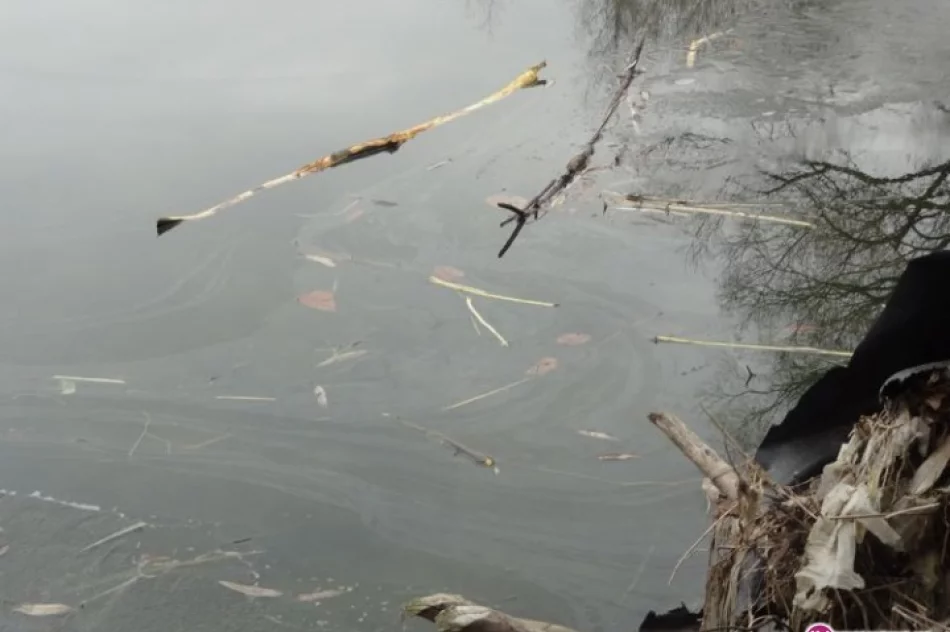 Ktoś chciał olejem otruć bobry? - zdjęcie 2