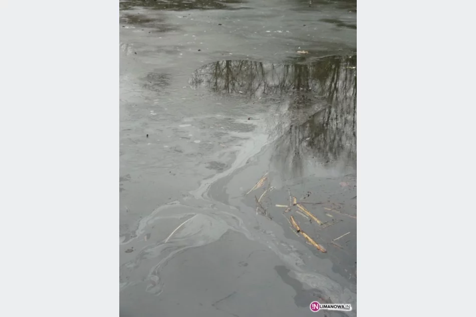 Ktoś chciał olejem otruć bobry? - zdjęcie 4