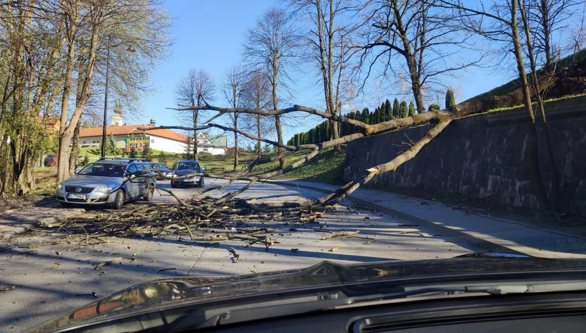 Powalone drzewo dziś na drodze powiatowej w Tymbarku (Fot. Pan Zbigniew)