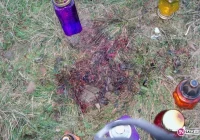 Fragmenty ciała wciąż na miejscu tragedii - zdjęcie główne