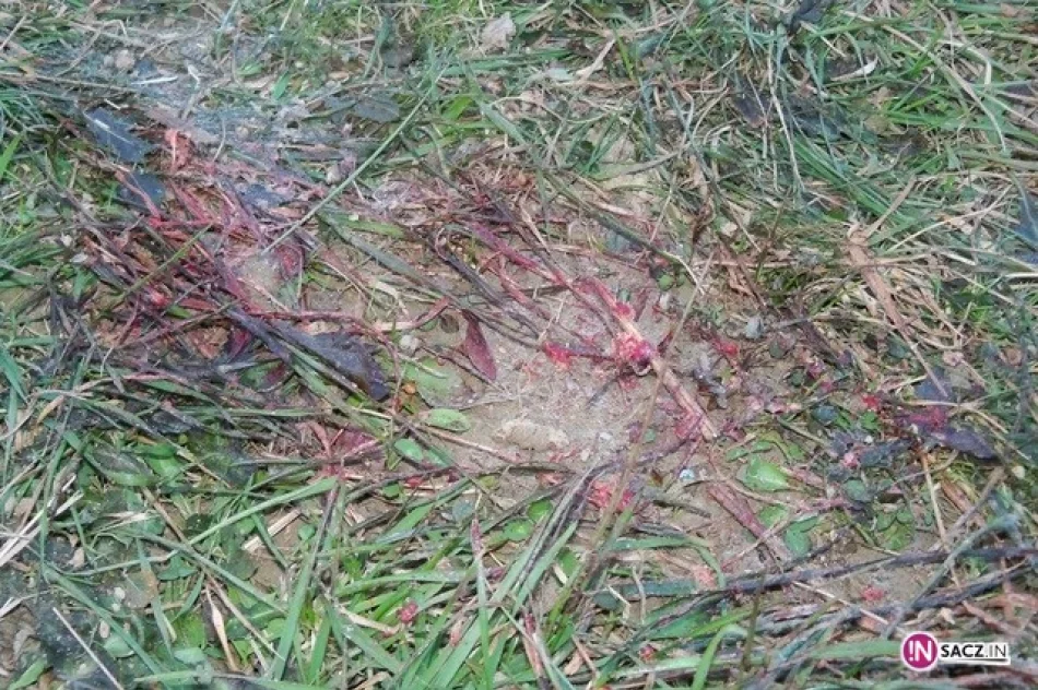 Fragmenty ciała wciąż na miejscu tragedii - zdjęcie 2