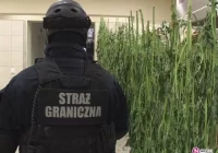 60 tys. działek marihuany nie trafi na rynek - zdjęcie główne