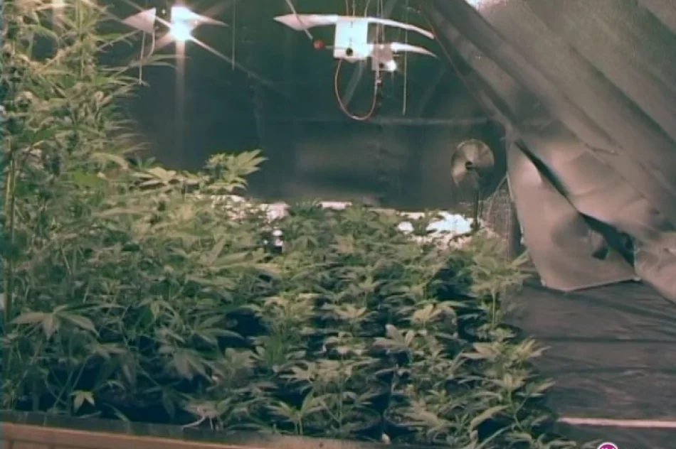 60 tys. działek marihuany nie trafi na rynek - zdjęcie 2