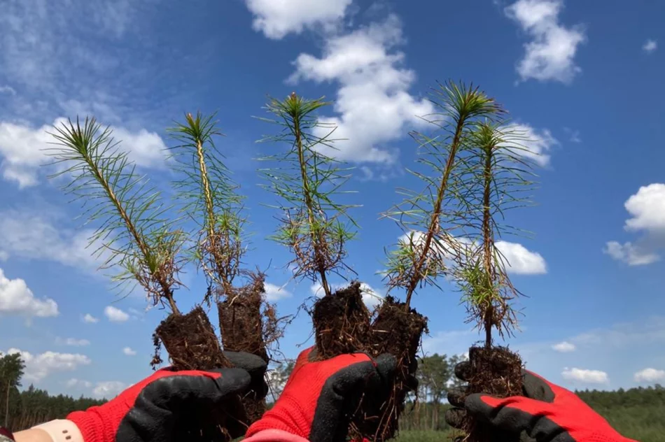Rusza piąta edycja Festiwalu Wolontaryjnego EY GDS Polska. Pracownicy zasadzą 4000 drzew - zdjęcie 4