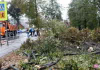 Ludzie przeciwni, wycinka trwa - zdjęcie główne