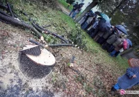 Ludzie przeciwni, wycinka trwa - zdjęcie główne