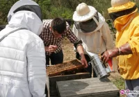 Świat przez tydzień kręcił się wokół miodu - zdjęcie główne