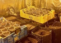 Do plantacji konopii wchodziło się przez… szafę - zdjęcie główne