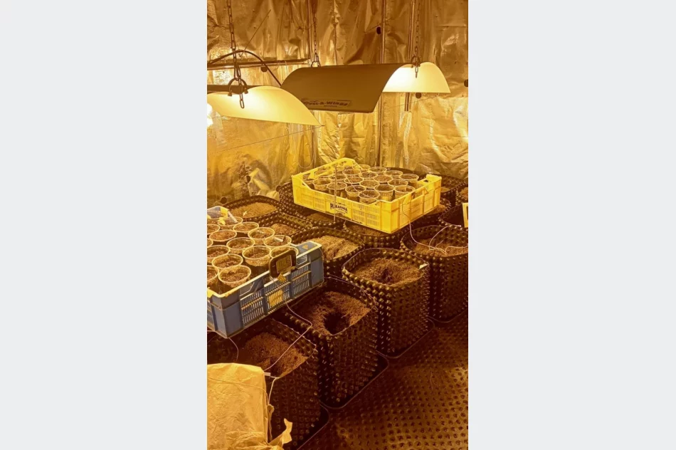 Do plantacji konopii wchodziło się przez… szafę - zdjęcie 5