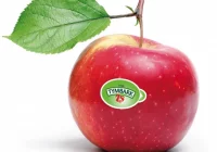 Rozdają 750 000 jabłek! - zdjęcie główne