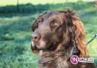 5 lat więzienia za kradzionego cocer spaniela? - zdjęcie główne