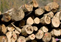 Piła odcięła mu palce - zdjęcie główne