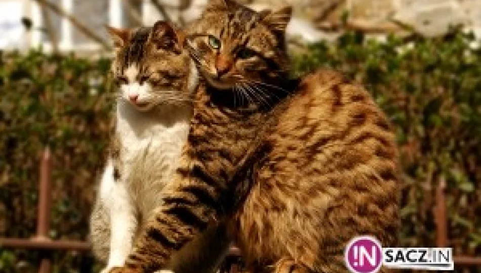 Plaga kotów na osiedlu – winni mieszkańcy? - zdjęcie 1