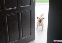 Bezpańskie i wygłodzone psy atakują zwierzęta - zdjęcie główne