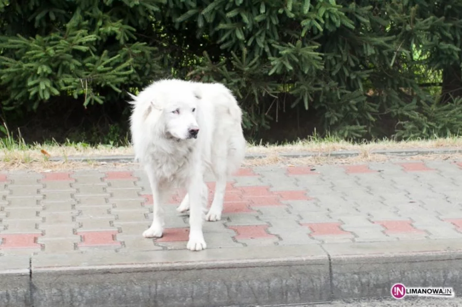 Bezpańskie i wygłodzone psy atakują zwierzęta - zdjęcie 2