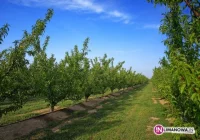 Czarna porzeczka najlepiej, aronia najgorzej - zdjęcie główne