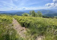 Prognoza pogody na pierwszy tydzień lipca dla Polski i Limanowej - zdjęcie główne