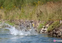 Szczęście pijanego (3,25 promila) skoczka - zdjęcie główne