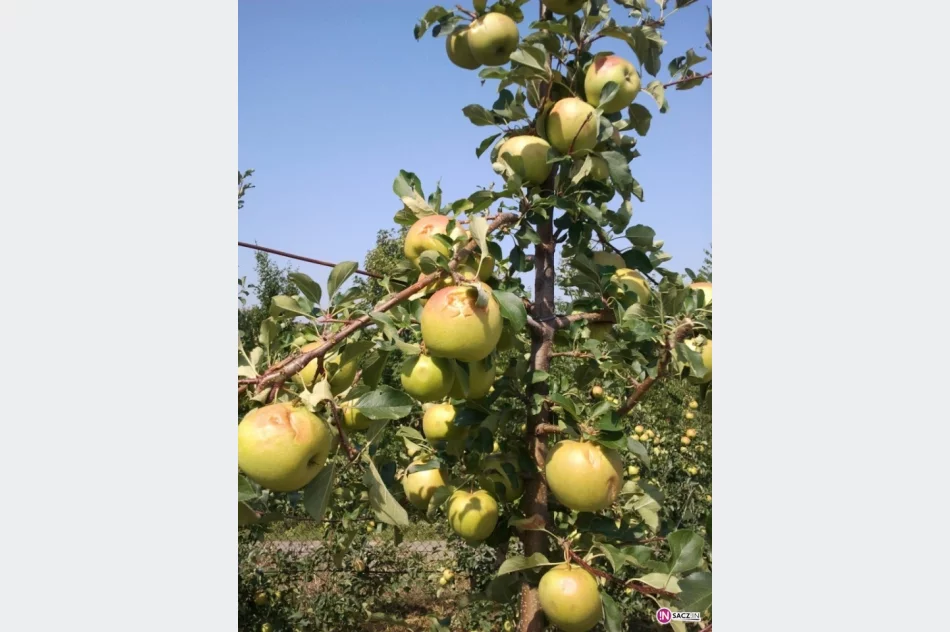 Grad zniszczył trzy wsie - zdjęcie 4