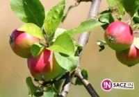 Zboże drogie, jabłka i śliwy tanie - zdjęcie główne