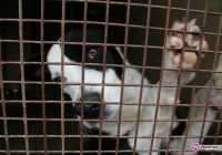 Psy zagryzły owce, schroniska przepełnione - zdjęcie główne