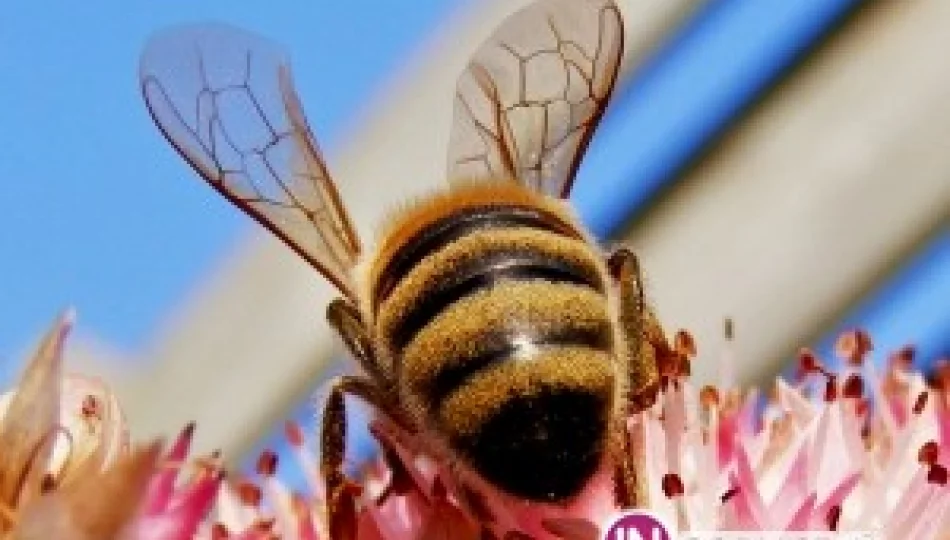 Wymarło 2 mln pszczół - pozywają z-ce burmistrza - zdjęcie 1