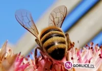 Wymarło 2 mln pszczół - pozywają z-ce burmistrza - zdjęcie główne