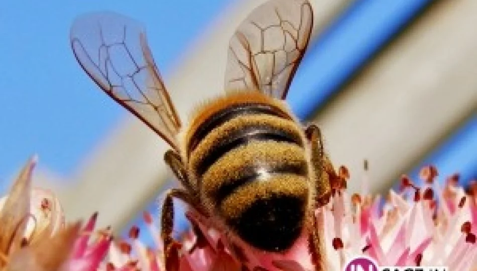 Wymarło 2 mln pszczół - pozywają z-cę burmistrza - zdjęcie 1