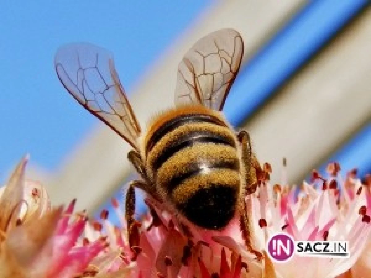 Wymarło 2 mln pszczół - pozywają z-cę burmistrza