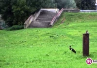 Wymyśl imię dla sądeckiego boćka! - zdjęcie główne