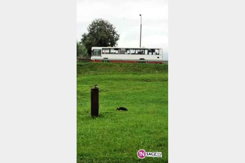 Wymyśl imię dla sądeckiego boćka! - zdjęcie 3