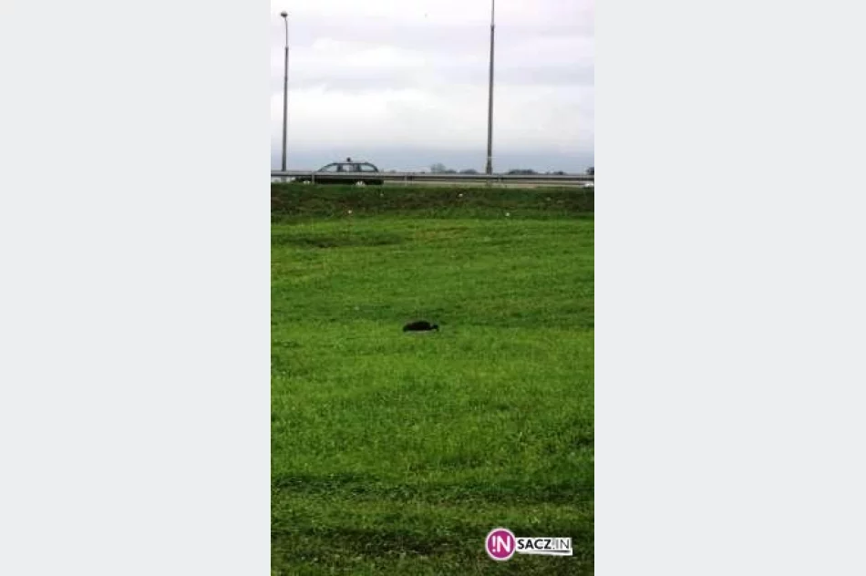 Wymyśl imię dla sądeckiego boćka! - zdjęcie 4