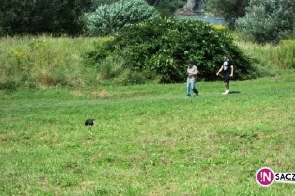 Czarny bocian budzi sensację na wałach - zdjęcie 2