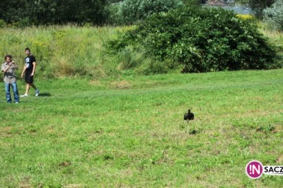 Czarny bocian budzi sensację na wałach - zdjęcie 3