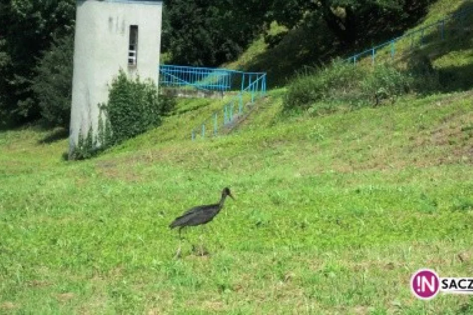 Czarny bocian budzi sensację na wałach - zdjęcie 4