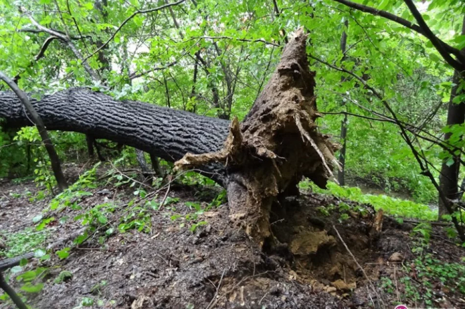 Upadające drzewa zablokowały drogę - zdjęcie 3