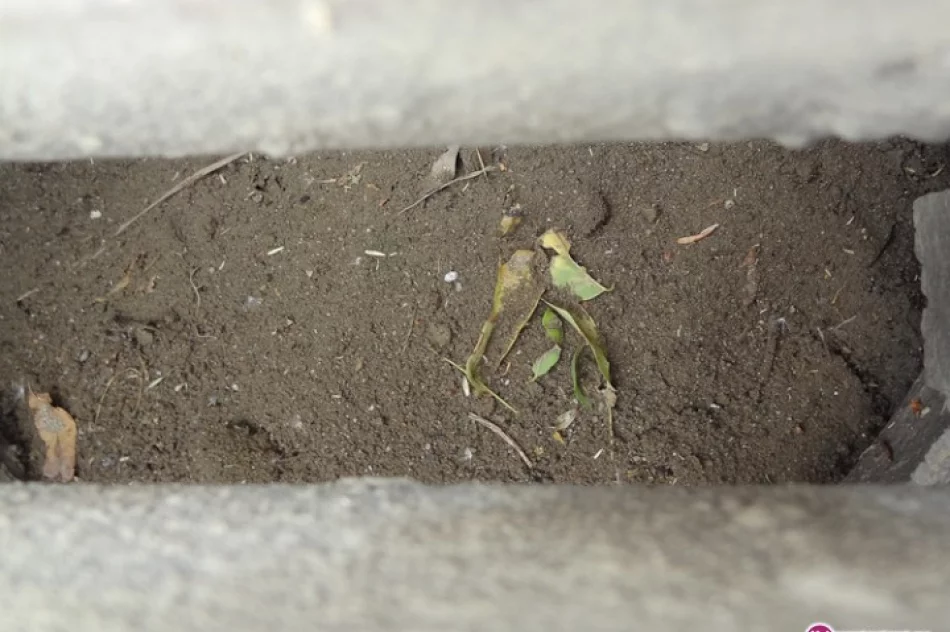 Leniwa gwarancja na Łazarskiego - zdjęcie 3