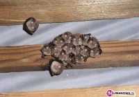 Nowe Rybie na szlaku podkowca - zdjęcie główne