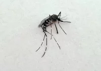 Pojawił się komar tygrysi? Może roznosić choroby (ZDJĘCIA) - zdjęcie główne