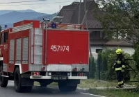 Żmija weszła do domu, interweniowali strażacy - zdjęcie główne