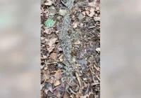 Pełzające larwy - fascynujące zjawisko na gorczańskim szlaku - zdjęcie główne